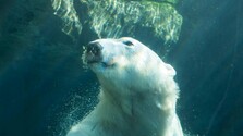 Úbytok ľadu a globálne otepľovanie si pýta svoju daň: Ľadových medveďov je čoraz menej