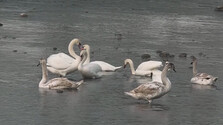 Pohľad na rieku Dunajec je v týchto dňoch jedinečný: Pozornosť ľudí pútajú kŕdle labutí