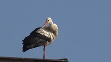 Na ceste do teplých krajín sa zastavil na Slovensku, nakoniec tu aj zostal: Bocian na Spiši budí pozornosť odborníkov