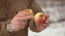 Horká škvrnitosť jabĺk | Sobota s Jánom Škorňom