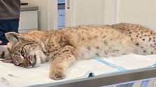 Ich správanie prekvapilo ošetrovateľov: Rysie siroty z bojnickej ZOO stratili plachosť, návrat do prírody je otázny
