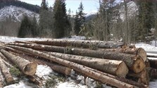 V Javorovej doline vyrúbali desiatky stromov v piatom stupni ochrany. Aktivisti hovoria o zásahu, TANAP prípad preveruje