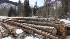 V Javorovej doline vyrúbali desiatky stromov v piatom stupni ochrany. Aktivisti hovoria o zásahu, TANAP prípad preveruje