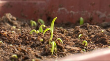 Sezóna výsevu sa začala. Záhradkári však varujú, že pri priesadách rozhoduje svetlo, teplota aj správne načasovanie