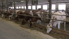 Počet mliekarní a chovateľov na Slovensku klesá. Zväz varuje pred ďalšou krízou