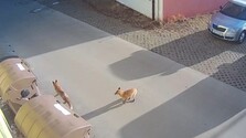 Chodia medzi bytovkami aj po námestí: V Tlmačoch sa pohybujú líšky, mesto vyzýva na opatrnosť