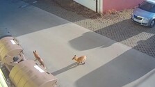Chodia medzi bytovkami aj po námestí: V Tlmačoch sa pohybujú líšky, mesto vyzýva na opatrnosť