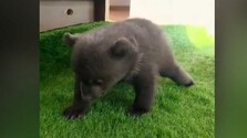 Zatiaľ sa plazia, no skúšajú už prvé kroky: Medvedie mláďatá z bojnickej ZOO priberajú a rastú im ďalšie zuby