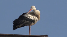 Nevšedný príbeh bociana: Zimoval na Spiši. Keď sa predsa len rozhodol odletieť na juh, zvrtol sa v Rumunsku a letí naspäť