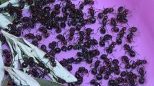 Organizované skupiny z Afriky pašujú do Európy obrovské mravce. Môže to spôsobiť veľký problém