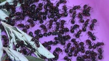 Organizované skupiny z Afriky pašujú do Európy obrovské mravce. Môže to spôsobiť veľký problém