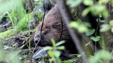 Bobrie kolónie na východe Slovenska spôsobujú škody. Envirorezort hovorí o ich lovení, ochranári nesúhlasia