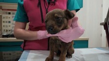 Zviera už nebude len vec: Útulky veria, že im zmena v Občianskom zákonníku pomôže