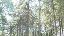 Trenčiansky lesopark Brezina vysychá. Výrub tento rok pôsobil masívnejšie