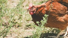 pexels-alexasfotos-32698885.jpg