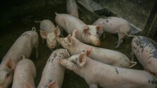 Štátni veterinári potvrdili ďalšie dve ohniská výskytu afrického moru ošípaných