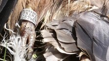 Na západe Slovenska našli otrávené dravé vtáky, ochranári hovoria o medzinárodnej hanbe
