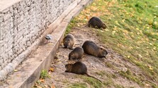 Pre ľudí sú atrakcia, pre mesto problém: Nitra opäť bojuje s premnoženými nutriami. Zvykli si, že ich ľudia kŕmia