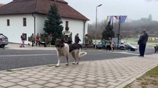 Útok psov na školáka rozvíril diskusiu. Agresívne a vyhladované svorky trápia aj ďalšie lokality