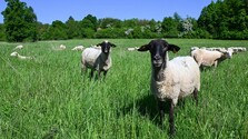 Kliešťová encefalitída na Slovensku: Štát nariadil núdzové opatrenia. Farmári ich vraj dodržiavajú dlhodobo