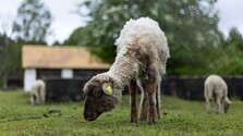 V dvoch slovenských chovoch potvrdili prítomnosť nebezpečného vírusu. ŠVPS varuje pred nepasterizovaným mliekom