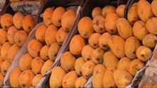 Časť úrody končí poškodená či nepredajná: Mango je v ohrození, jeden z najväčších exportérov hlási problémy