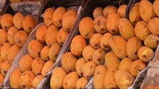 Časť úrody končí poškodená či nepredajná: Mango je v ohrození, jeden z najväčších exportérov hlási problémy