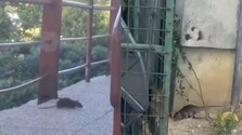 Potkany vyliezajú aj cez deň. Košické sídlisko bojuje s premnoženými hlodavcami aj betónom