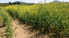 Sucho spôsobilo nedostatok sena a krmovín. Farmári majú obavy, stúpnuť môžu aj ceny