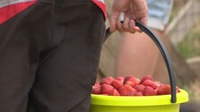 Predávate domáce ovocie a zeleninu cez sociálne siete? Finančná správa pripomína pravidlá a varuje pred pokutami