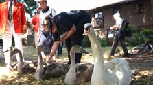 Osemstoročná tradícia pokračuje. Na rieke Temža sčítavali kráľovské labute