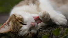 Tisíce mačiat každoročne končia na ulici. Veterinári pripomínajú, čo môže zlepšiť situáciu a zabrániť trápeniu zvierat