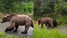 VIDEO: Turistka sa v americkom národnom parku ocitla tvárou v tvár medvedici s mláďatami