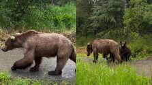 VIDEO: Turistka sa v americkom národnom parku ocitla tvárou v tvár medvedici s mláďatami