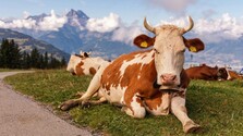 Kravy patria k imidžu Švajčiarska, nájdete ich aj na suveníroch. Z pôvodných 35 plemien však zostalo len päť