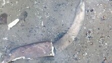 FOTO: Klesajúca hladina Dunaja v Bulharsku odkryla pozostatky mamuta. Experti určili čeľusť, kly aj rebro