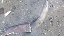 Fotogaléria: Klesajúca hladina Dunaja v Bulharsku odkryla pozostatky mamuta. Experti určili čeľusť, kly aj rebro