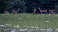 Vo Fínsku testujú systém, ktorý chráni zvieratá aj autá pred kolíziami. Mohol by pomôcť aj na Slovensku
