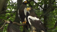 Vzácny úspech košickej zoo: Prvýkrát na Slovensku sa podarilo rozmnožiť jedného z najväčších orlov sveta