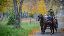 Na Sicílii končia turistami obľúbené konské povozy. Po rokoch kritiky za hrozné podmienky sa stratia z ulíc