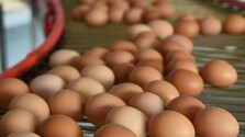 Spotrebitelia sa tešia, farmári už menej: Vajcia zlacneli na niekoľkoročné minimum