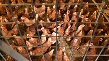 V drobnochove na Kysuciach sa objavil pseudomor hydiny. S agresívnym vírusom zápasia v okolitých krajinách