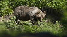 Medvedicu, ktorá útočila na muža pri Turanoch, zastrelili. Eliminovali aj jej dve mláďatá