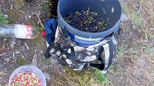 Z národných parkov odnášajú plné vedrá: Nelegálny zber lesných plodov podporujú aj tí, ktorí ich kupujú