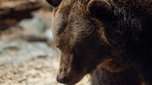 V Brehoch rušia skládku separovaného odpadu v lome, dôvodom je aj výskyt medveďa v blízkosti obce