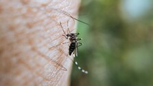 Gréckom sa šíri západonílska horúčka. V tomto roku sa už nakazili desiatky ľudí, ochorenie prinieslo aj obete