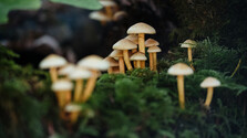 Fascinujúci svet húb