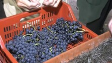 Hrozno dozrieva o týždne skôr. Vinohradníci už začali so zberom, na Tokaji čakajú aj na ušľachtilú pleseň