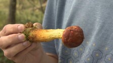 Hubári odchádzajú z lesov s prázdnymi košíkmi. Sucho ovplyvnilo tohtoročnú sezónu, objavujú sa však nové druhy