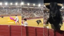VIDEO: Poltonový býk preskočil bariéru počas býčích zápasov, diváci v prvom rade mali vzrušenie navyše